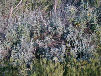 Eriogonum cinereum thumbnail