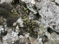 Dudleya verityi thumbnail