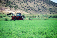 Gallegos farm, Ditch clearing 006 thumbnail