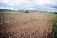 Kaber farm, Plowing and planting winter wheat 021 thumbnail