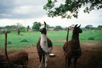 Lake Carrico 028 thumbnail