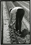 Laborer working with the short-handled hoe (el cortito) thumbnail