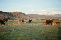 Landscapes and cattle 041 thumbnail