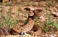 Crotalus atrox thumbnail