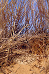Crotalus cerastes thumbnail