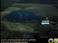 Freshwater Wetlands Restoration: Post-Restoration thumbnail