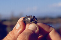 Pt. Mugu Wetlands thumbnail
