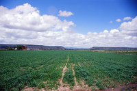 Kaber farm, Irrigating fields 028 thumbnail