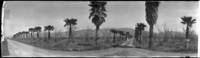 Driveway lined with palm trees in the eastern hills of Santa Clara valley thumbnail