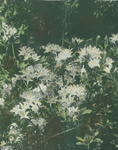 White lily-like flowers on a bush thumbnail