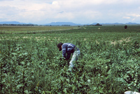 Picking and selling peas 002 thumbnail