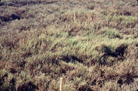 Pt. Mugu Wetlands thumbnail