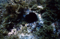Centrostephanus urchin ~20' thumbnail