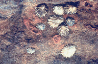 ODC Rocky Shore Lecture thumbnail