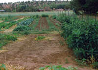 High Desert Research Farm 031 thumbnail