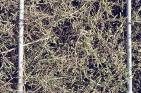 Pt. Mugu Wetlands thumbnail