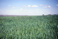Kaber farm, Crops in the field 046 thumbnail