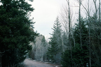 Rio Grande National Forest 008 thumbnail