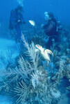 Sea Turtle supervises Biosphere 2 coral collecting thumbnail