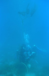 Bird Rock Transects thumbnail