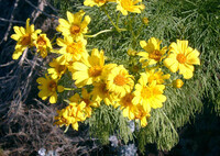 Coreopsis gigantea thumbnail