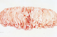 Pink Champagne thumbnail