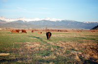 Landscapes and cattle 038 thumbnail
