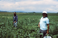 Picking and selling peas 004 thumbnail