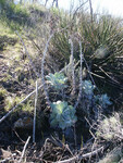 Dudleya pulverulenta thumbnail