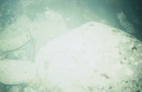 Subtidal ~5-6m off of Palmer Station thumbnail