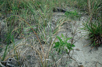 Dune vegetation on Topsail Island thumbnail