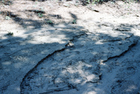 Farming in San Luis Valley 026 thumbnail