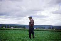 Kaber farm, Plowed fields and crops 004 thumbnail