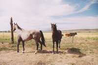 Gallegos farm, Horses and Cattle 008 thumbnail