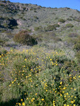 Encelia californica thumbnail
