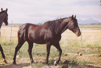 Gallegos farm, Horses and Cattle 006 thumbnail