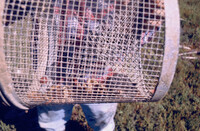 Pt. Mugu Wetlands thumbnail