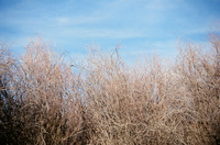 Gallegos farm 034 thumbnail