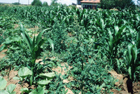 Gallegos farm, Crops 004 thumbnail