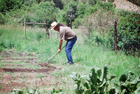 Montoya farm, Irrigating fields 006 thumbnail