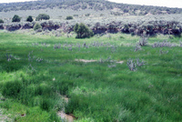 River and hay baling 016 thumbnail