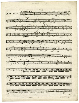 03_Viola thumbnail