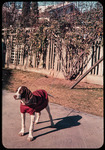 Rollin's hunting dog thumbnail