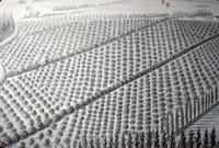 Drawing of Nathan W. Blanchard's Orchard thumbnail