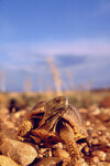 Terrapene ornata luteola thumbnail