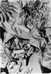 Collage of Starfish Specimens From Ed Ricketts' Collection thumbnail
