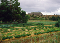 High Desert Research Farm 041 thumbnail