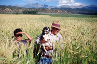 Kaber farm, Crops in the field 025 thumbnail