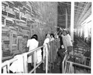Weaving camouflage nets. thumbnail