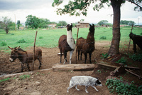 Lake Carrico 029 thumbnail